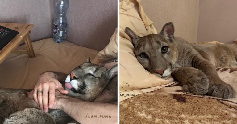 Puma vive e é tratado como se fosse um gato doméstico