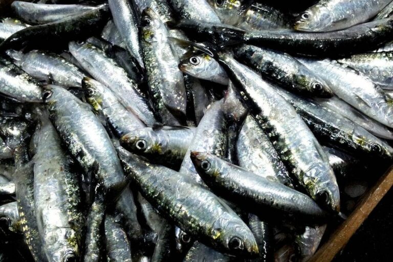 sardinha dos melhores peixes mundo
